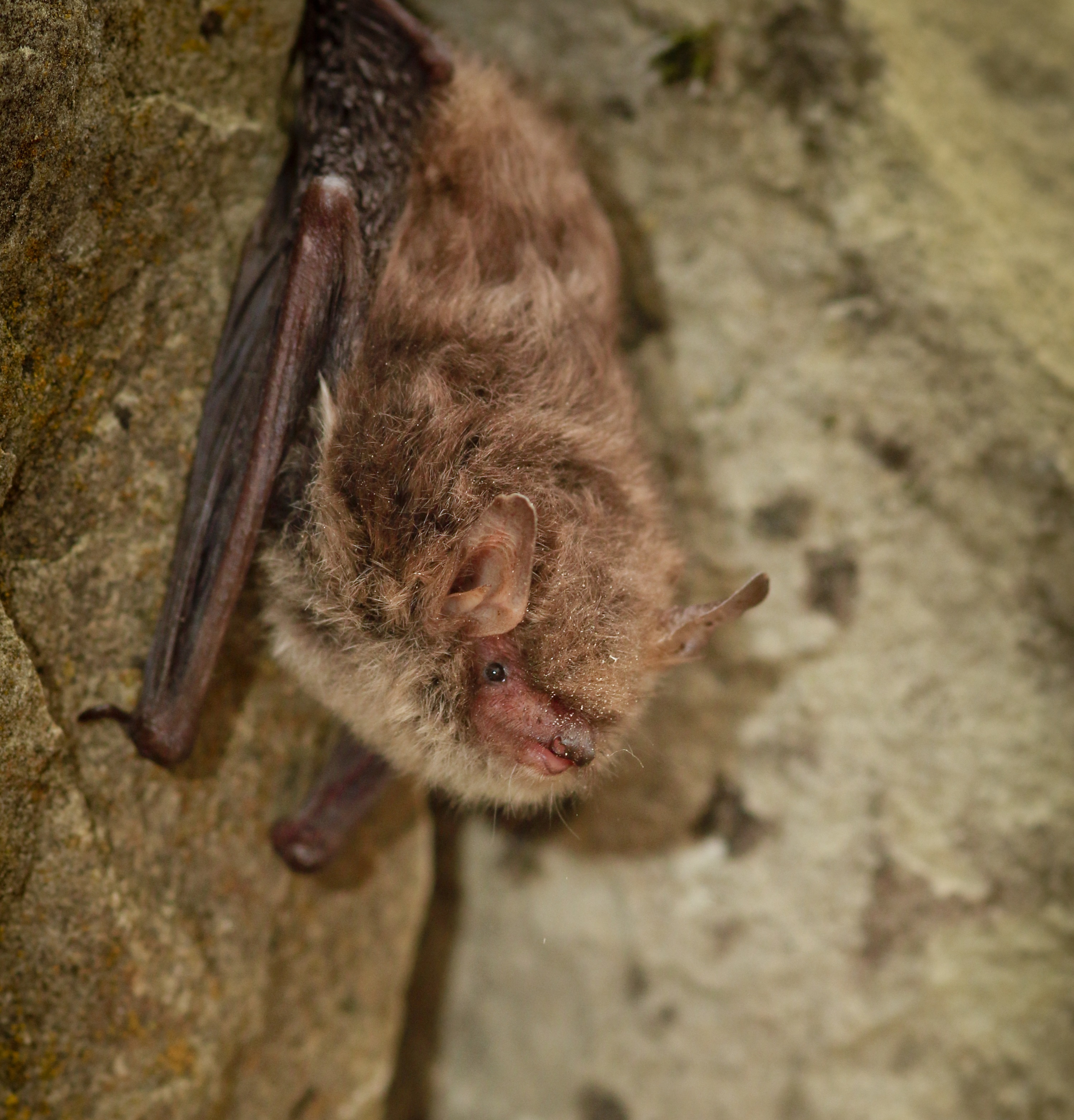 a fluffy light brown bat hanging updide-down
