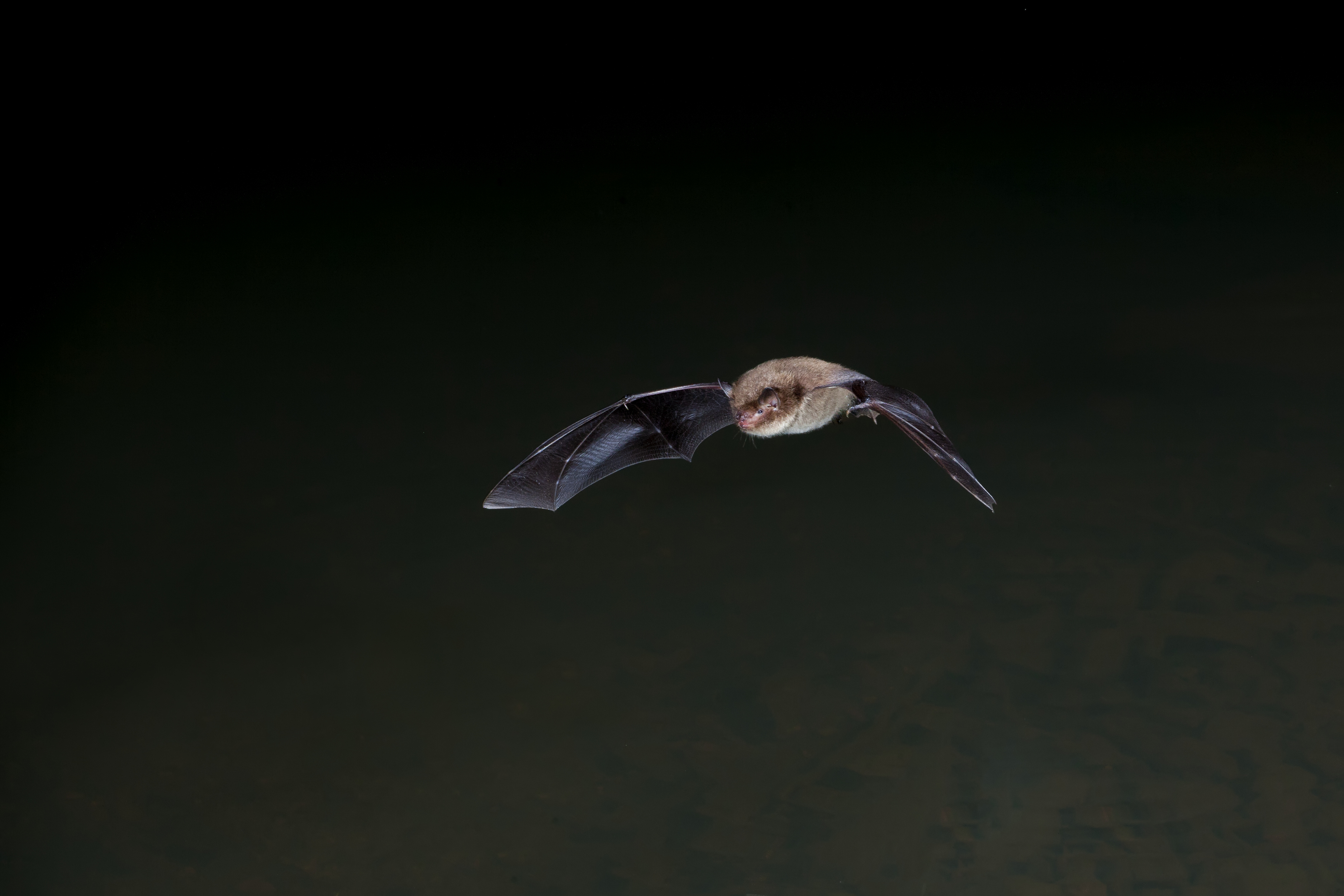 Daubenton's Bat flying over water