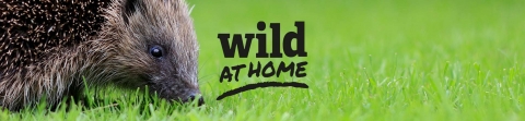 Wild At Home