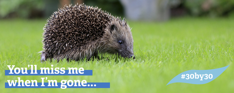 Hedgehog web banner 30 by 30