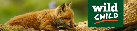 Wild Child - Fox Cub