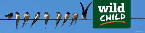 Wild Child Header Swallows