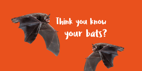 A graphic banner with two bats and the words "think you know your bats" on a bright orange background