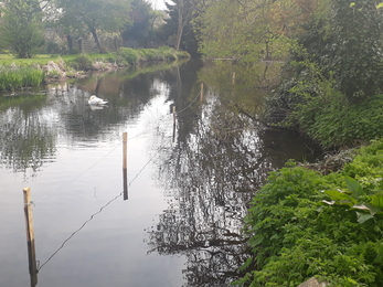 River bank of the Lea before restoration