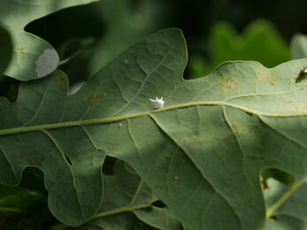 Spuknit Spider Paidiscura pallens