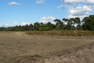 Lowland dry acid grassland