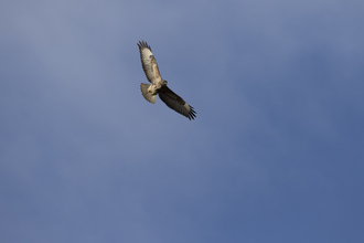 How to identify birds of prey  Herts and Middlesex Wildlife Trust