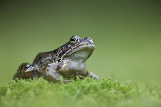 Common frog