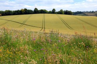 Farmland field margin