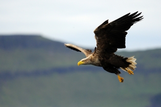 How to identify birds of prey  Herts and Middlesex Wildlife Trust