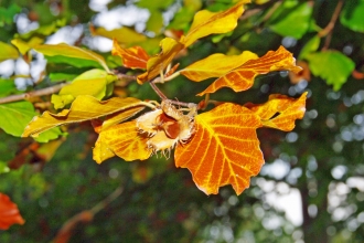 Common Beech