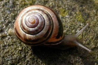 Brown-lipped Snail