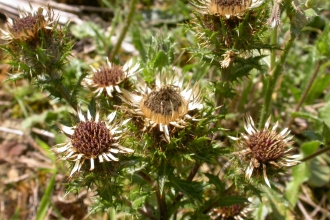 Carline Thistle