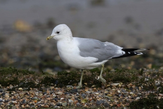 Common Gull