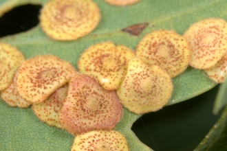 Common Spangle Gall Wasp