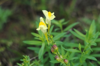 Common Toadflax