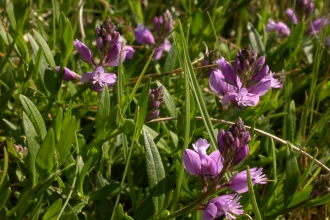 Common Milkwort