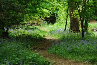 Gobions Wood bluebells