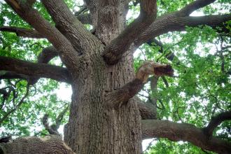 Great Oak at Panshanger Park
