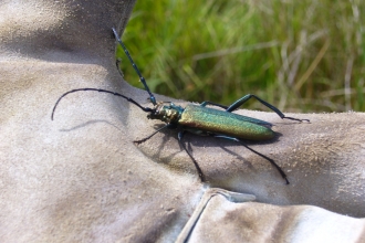 Musk Beetle