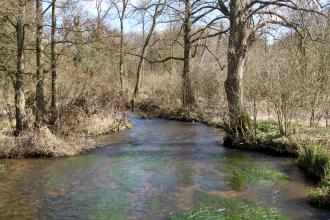 River Mimram at Panshanger Park