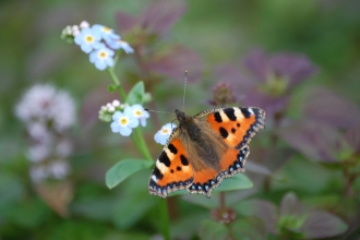 Small Tortoiseshell butterfly