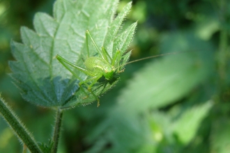 Speckled Bush-cricket