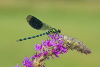 Banded Demoiselle