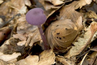 Amethyst Deceiver