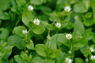 Common Chickweed