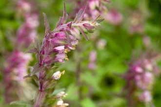 Red Bartsia