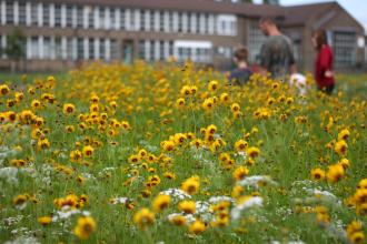 Wildlife in urban landscape (c) Paul Hobson
