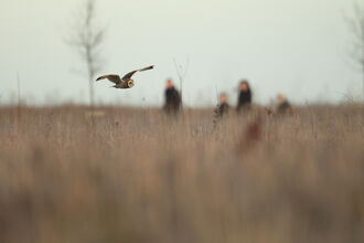 Short eared owl and people (c) Luke Massey