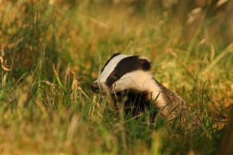 Badger © Andrew Parkinson/2020VISION