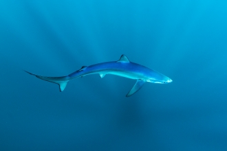 Blue shark