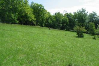 Alpine Meadow Nature Reserve 