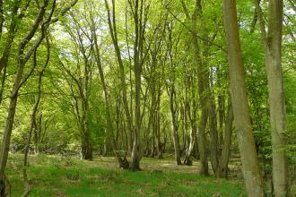 Balls Wood Nature Reserve