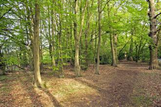 Fir and Pond Woods Nature Reserve