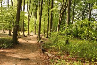 Fox Covert Nature Reserve 