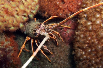 Spiny lobster