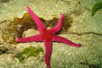 Bloody Henry starfish