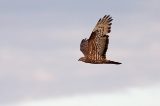 How to identify birds of prey  Herts and Middlesex Wildlife Trust