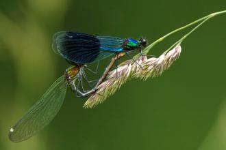 Banded demoiselle