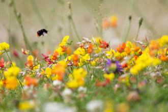 Bumble bee on bird's-foot-trefoil