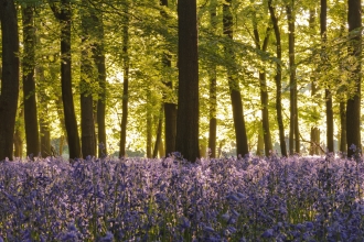 Bluebells