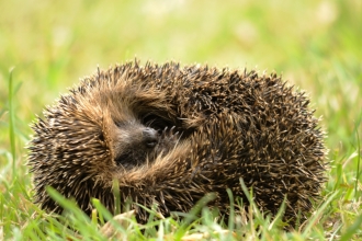 Hedgehog (c) Amy Lewis