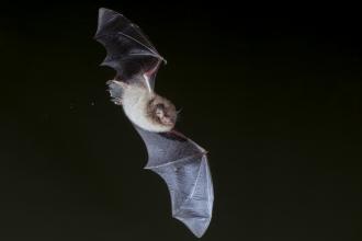 Daubenton's bat