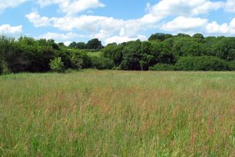 Frogmore Meadow Nature Reserve 