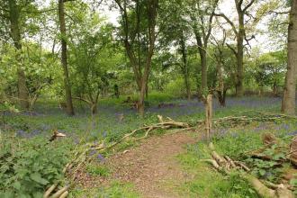 Hawkins Wood Nature Reserve 