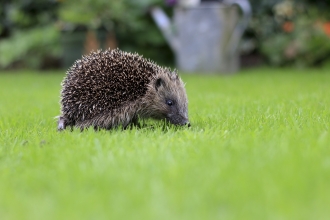 Hedgehog (c) Tom Marshall